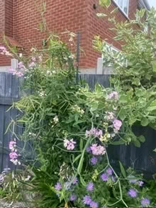 Photo of free Seed pods for perennial sweet peas (Bebington CH63) #2