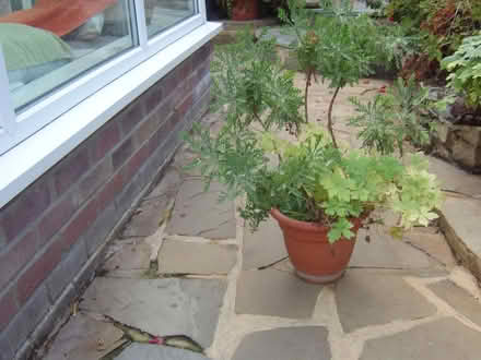 Photo of free 3 plants in one pot (Durrington BN13) #1