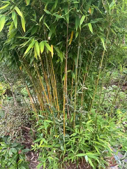 Photo of free Bamboo Canes (High Brooms TN4) #1