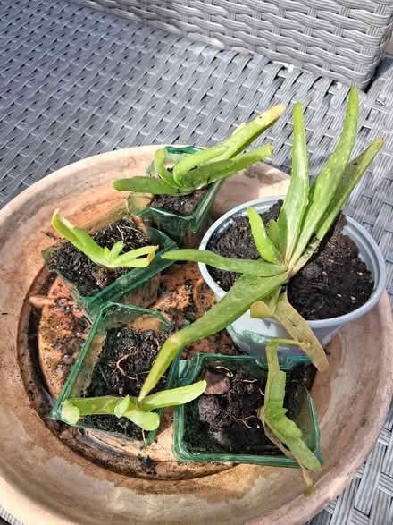 Photo of free Houseplants (Rainham Mark ME8) #2