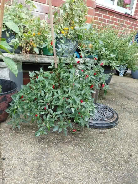 Photo of free Chillis pyo (Rowner PO13) #1