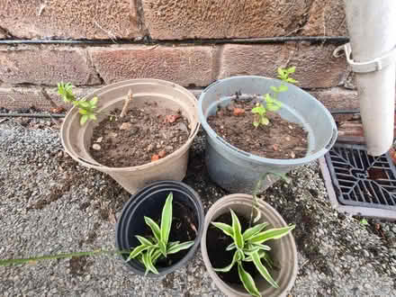 Photo of free Plants (Great Sutton CH66) #1