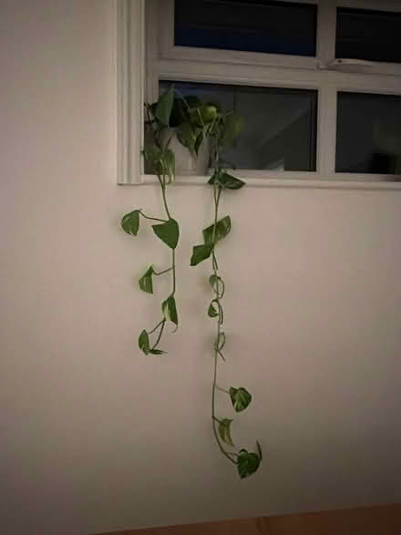 Photo of free Pothos plant (Park street st albans AL2) #1