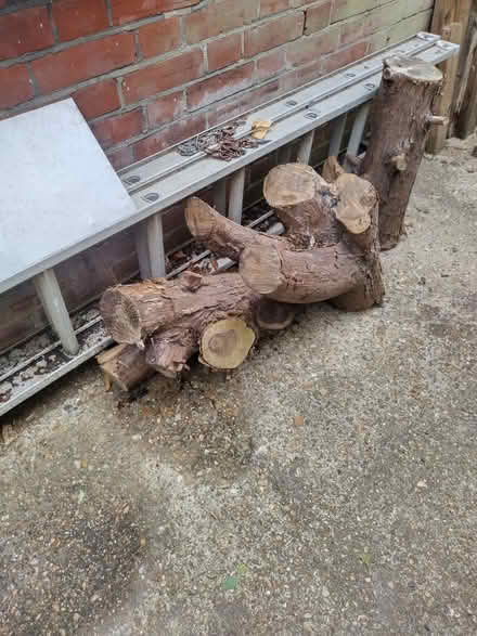 Photo of free Tree Trunks (Gidea Park RM2) #1