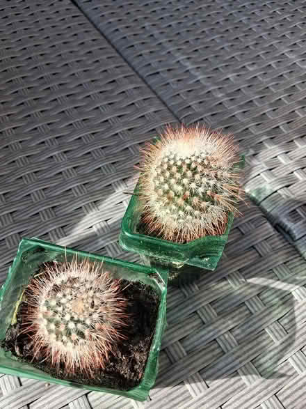 Photo of free Houseplants (Rainham Mark ME8) #1