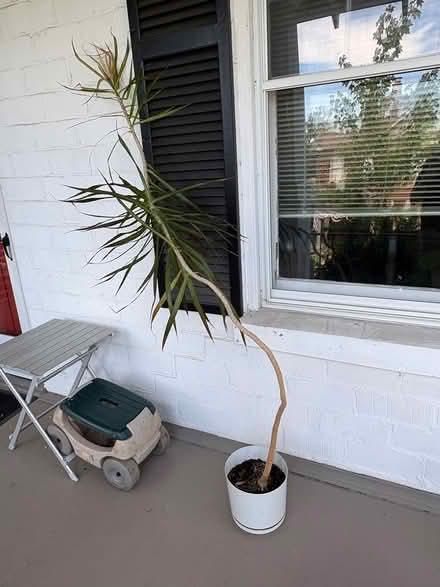 Photo of free Tall palm houseplant (Rosemont) #1