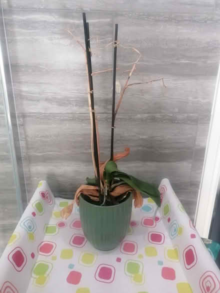 Photo of free Indoor plant (orchid) ceramic pot (Knockhall DA9) #2