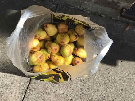 Photo of free pears. (Presteigne LD8) #1