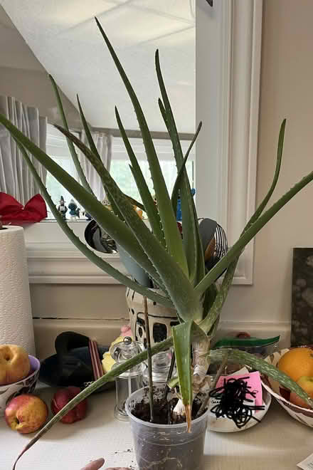 Photo of free Aloe plant (Kanata Lakes/Beaverbrook) #1