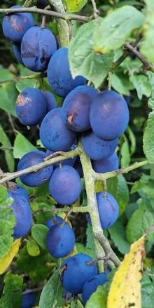 Photo of Damsons (Meifod SY22) #1