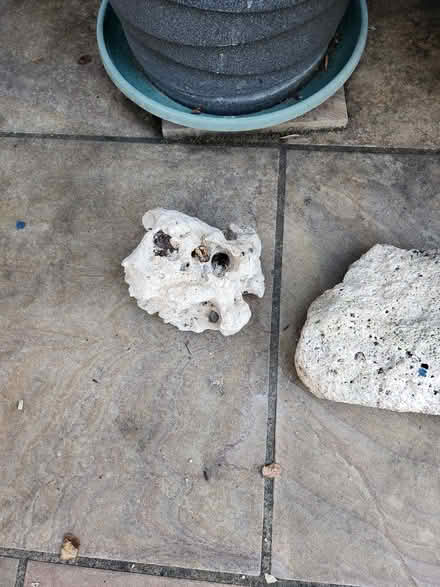 Photo of free Coral stones ornamental (Forest Gate E7) #4