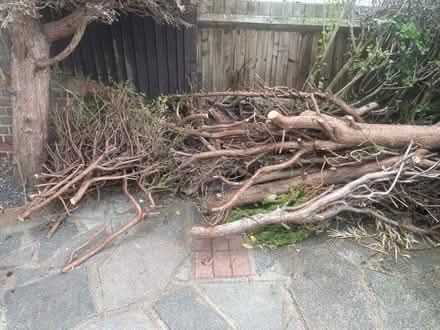 Photo of free Wood - stumps and beancs (Orpington BR5) #2