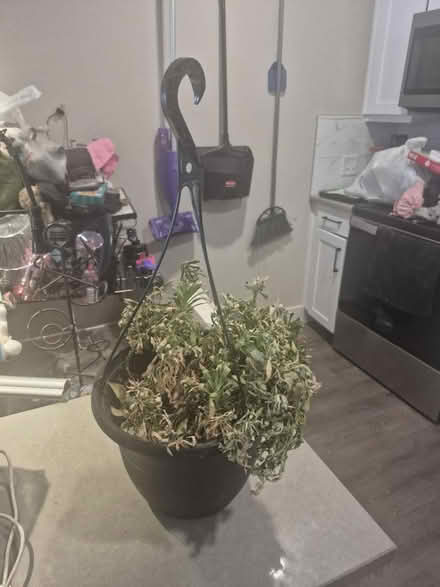 Photo of free Hanging plant (76102) #1