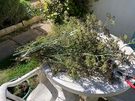 Photo of free Fennel seeds (Downend GL6) #1