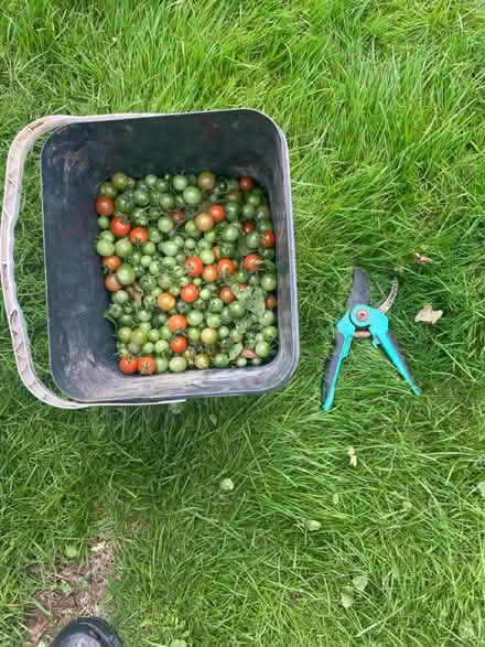 Photo of free Tomatoes (Bexhill) #1