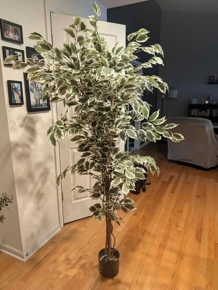 Photo of free Artificial ficus tree (South Elgin, IL) #1