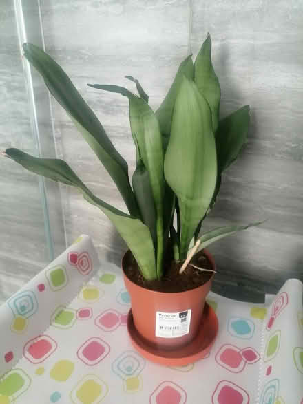 Photo of free Snake indoor plant (Knockhall DA9) #2