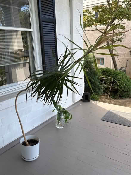 Photo of free Tall palm houseplant (Rosemont) #2