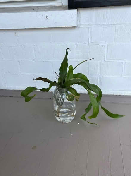 Photo of free Night-Blooming Cereus cuttings (Rosemont) #1