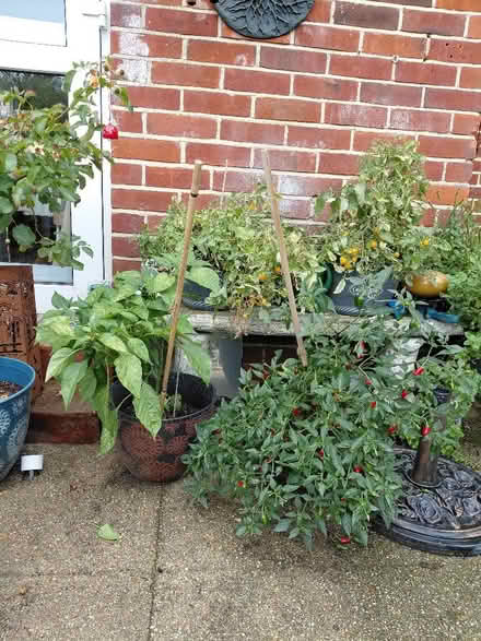 Photo of free Chillis pyo (Rowner PO13) #2