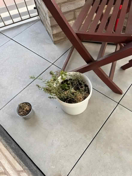 Photo of free Plants in compost (Leyton Midland E10) #1