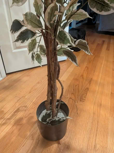 Photo of free Artificial ficus tree (South Elgin, IL) #2