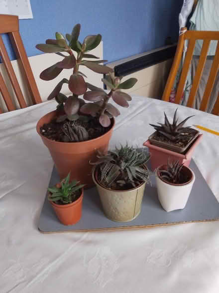 Photo of free Assorted house plants (Whoberley CV5) #1