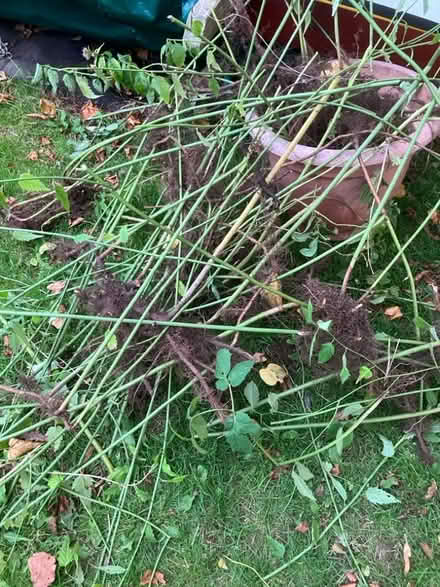 Photo of free Kerria side shoots with roots (Penrith CA11) #2