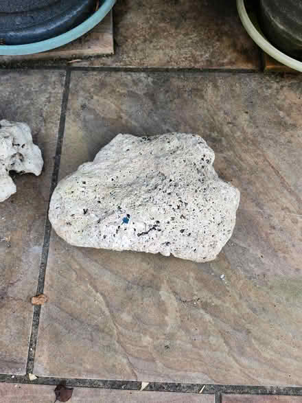 Photo of free Coral stones ornamental (Forest Gate E7) #1