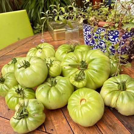 Photo of free Many green tomatoes (Brixton SW9) #1