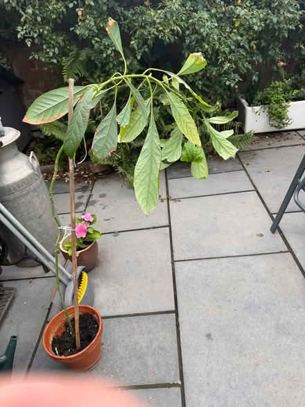 Photo of free Avocado tree (Bradmore WV3) #1