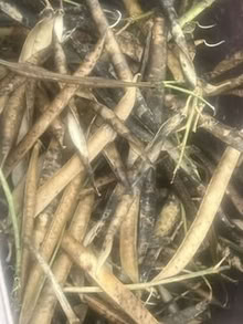 Photo of free Seed pods for perennial sweet peas (Bebington CH63) #1
