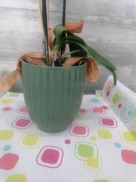 Photo of free Indoor plant (orchid) ceramic pot (Knockhall DA9) #1