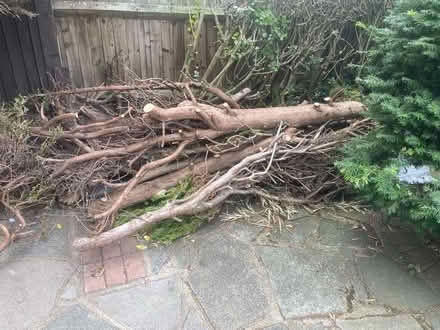 Photo of free Wood - stumps and beancs (Orpington BR5) #1