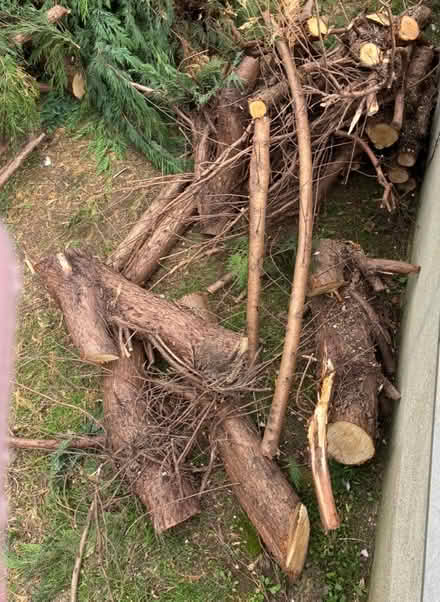Photo of free Lots of logs (Orpington BR5) #2