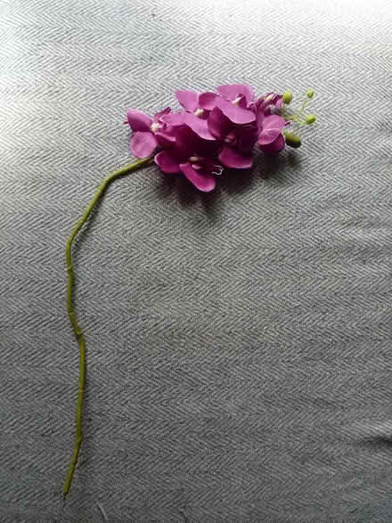 Photo of free Artificial Orchid (Horsham, RH13 5) #1