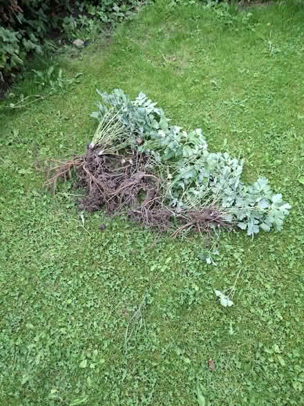 Photo of free Plants (Appleby-in-Westmorland CA16) #1