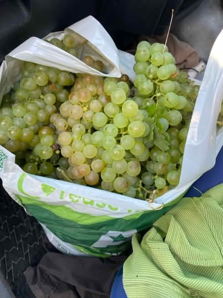 Photo of free Fresh grapes 🍇 (Purbrook PO7) #1