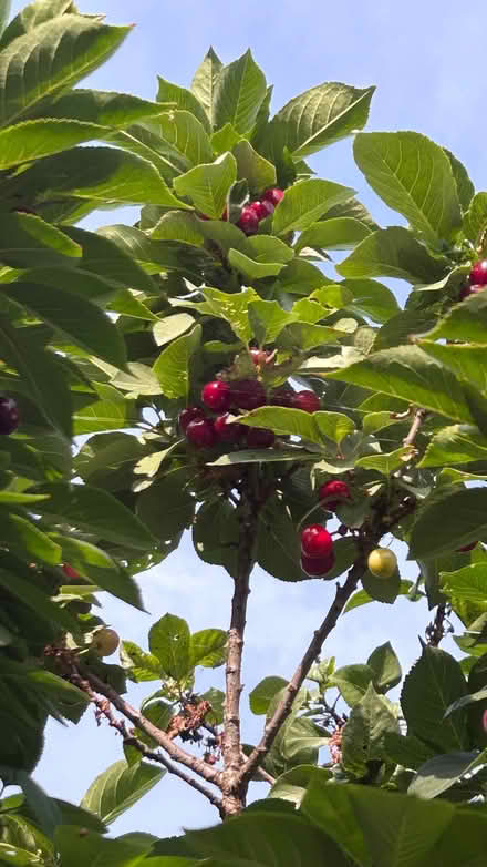 Photo of free Small/medium size morello cherry tree (Bog Gate TW10) #2