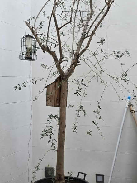 Photo of free Olive tree (Sw7 5qx) #1