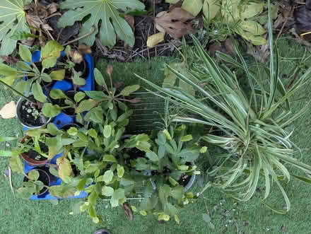 Photo of free Plants, some garden, some for your house, + one Avocado, (Priors Park GL20) #1