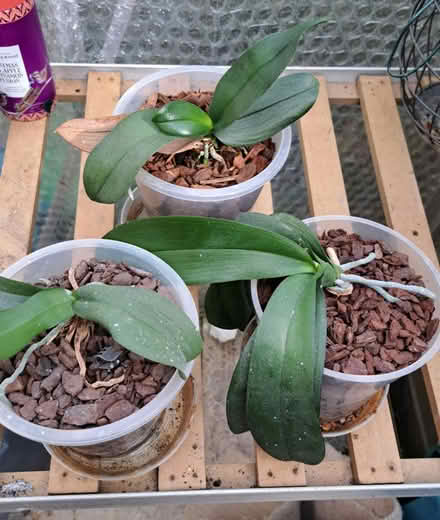 Photo of free Orchids (Matt TN22) #1