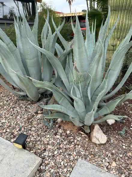 Photo of free Agave Americana pups (East side: Speedway & Harrison) #2