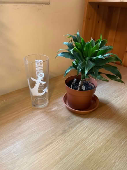 Photo of free Small plant (Salford M3) #3