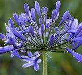 Photo of free Blue agapanthus seed heads - just deadheaded (Prestatyn LL19) #1