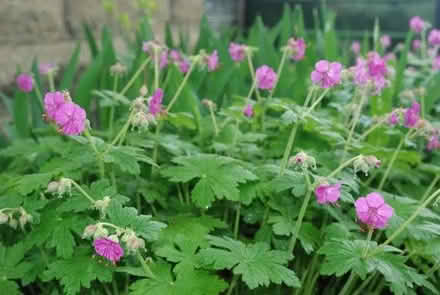 Photo of free Rooted pieces of Geranium macrorrhizum (Blacklands TN34) #1