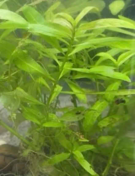 Photo of free Aquarium plant cuttings (Thringstone LE67) #1