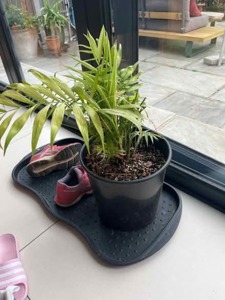Photo of free Indoor palm plant (Great Baddow CM2) #1