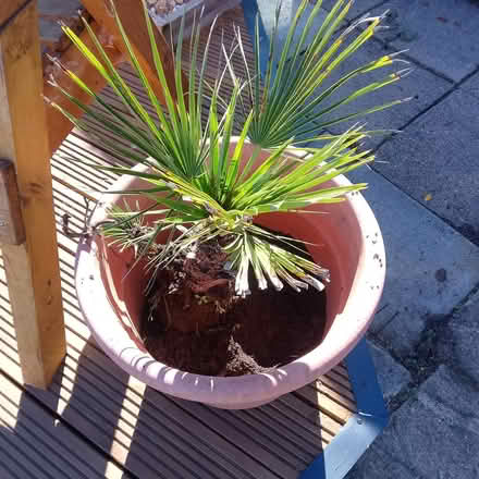 Photo of free Healthy plant (Ormskirk l39) #1