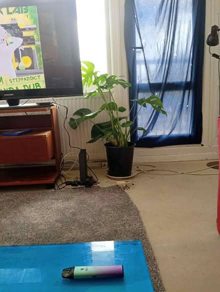 Photo of House plants (Hartcliffe BS13) #1